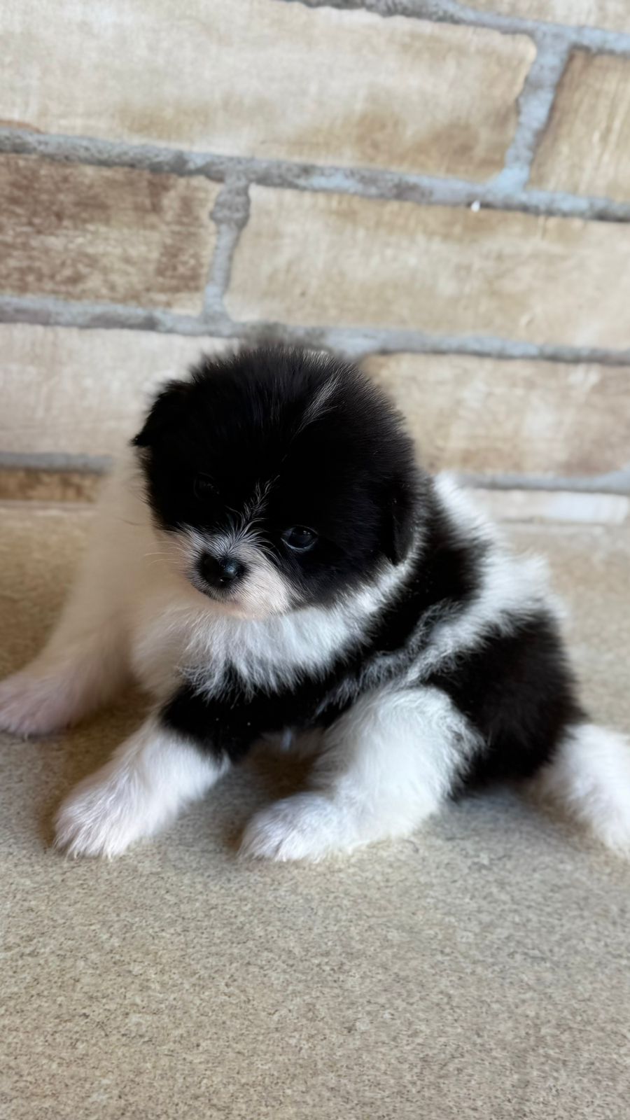 Spitz Alemão - Foto 2