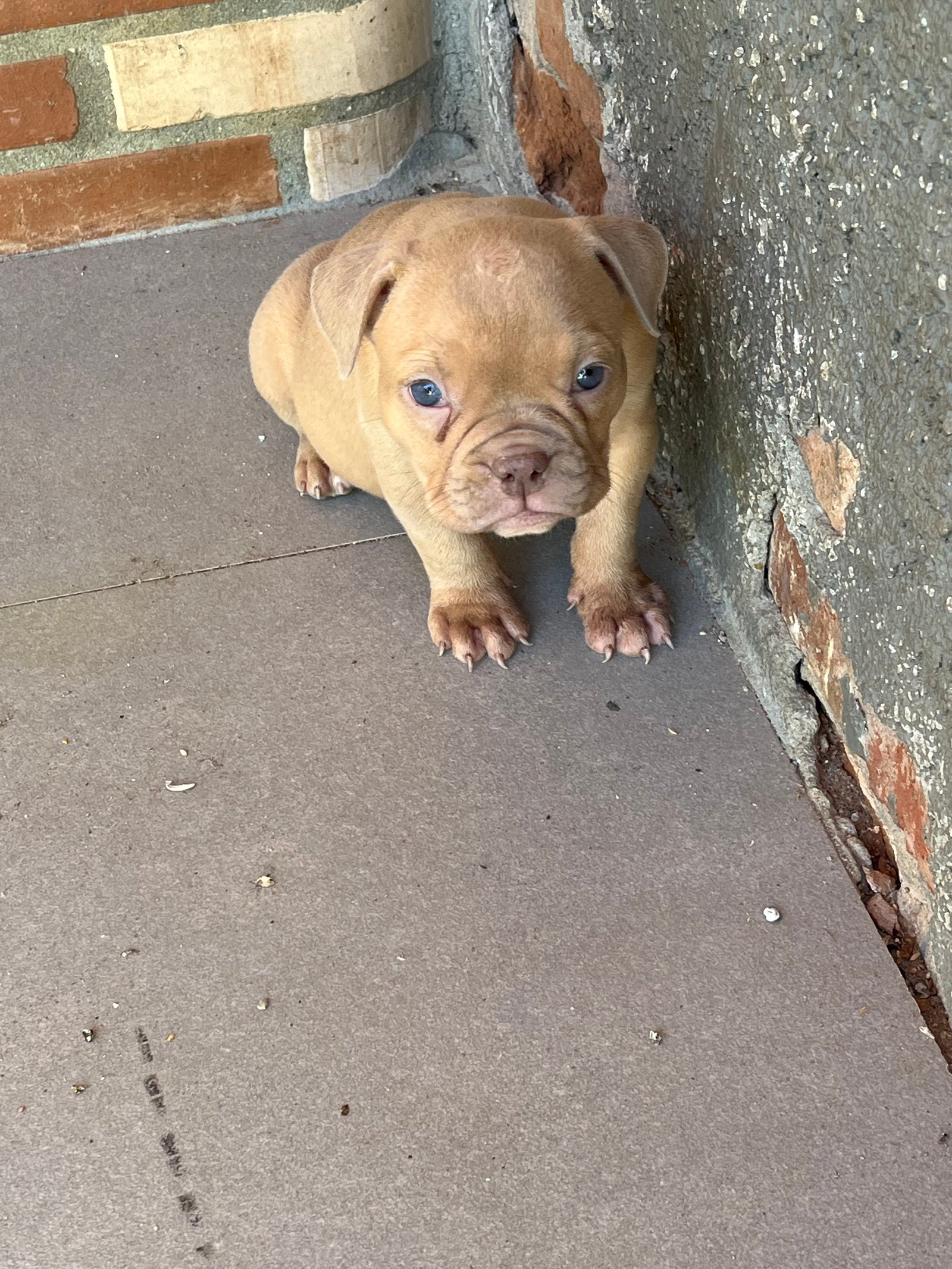 American bully - Foto 3