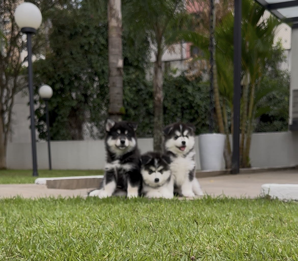 Spitz Alemão - Foto 1