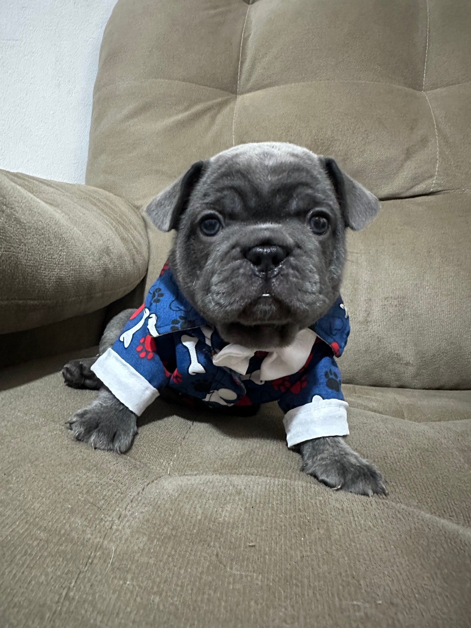 Vendo buldogue francês  - Foto 5