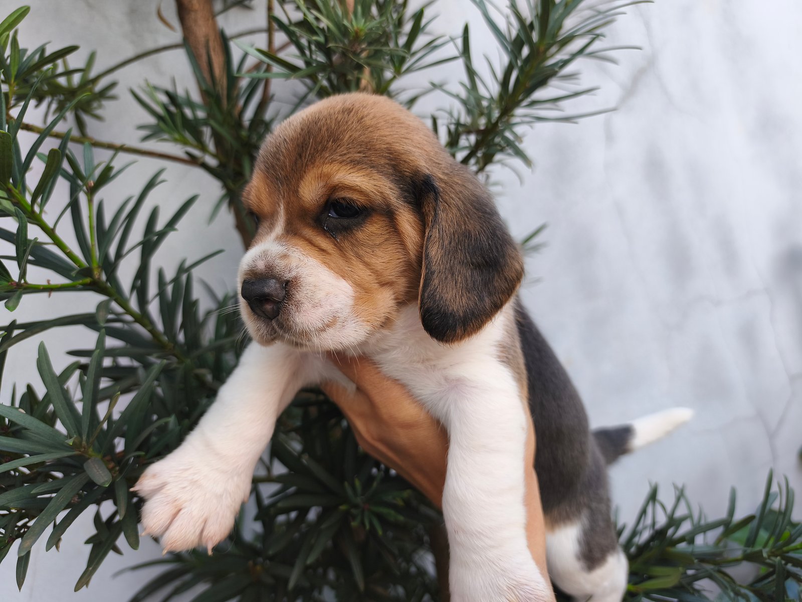 Lindo filhotes de Beagles  - Foto 1