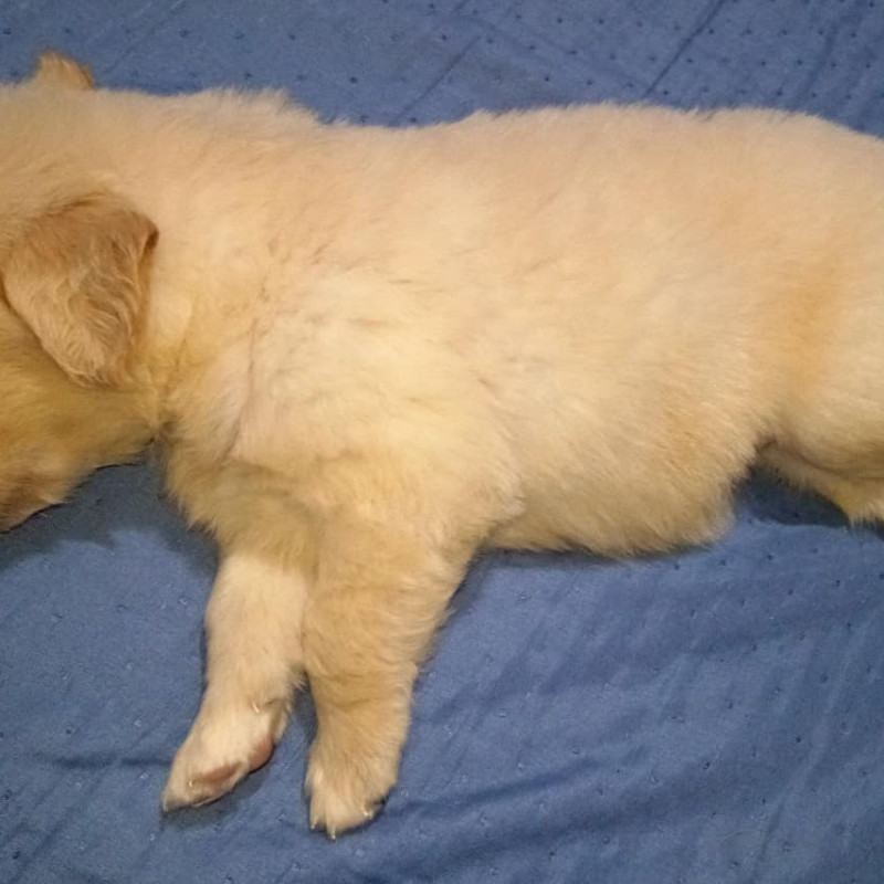 Filhotes de Golden retrivier - Foto 2