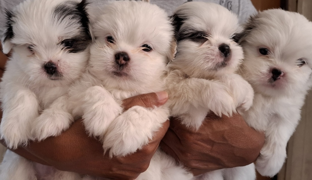 Shih Tzu - Foto 1