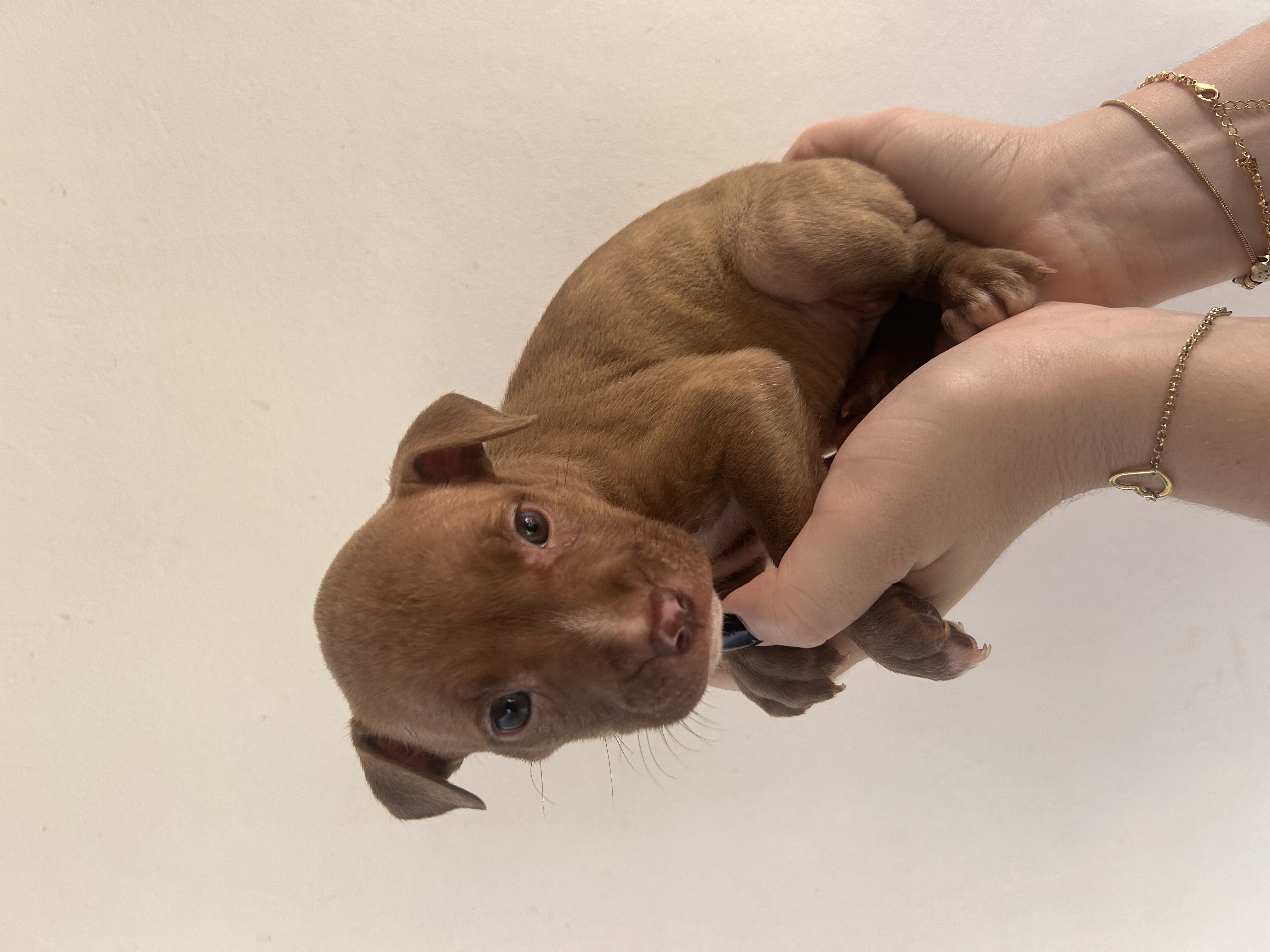 Pitbull - Foto 2