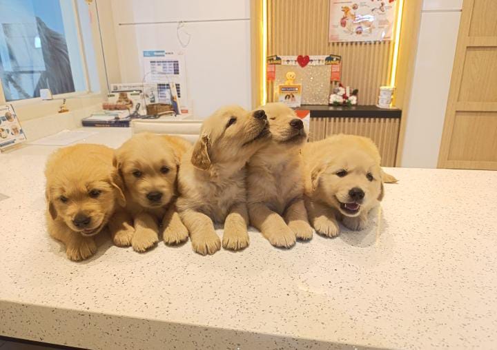 Golden Retriever - Foto 2