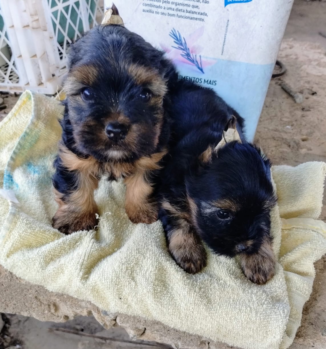Filhotes de Yorkshire Terrier - Lindos e Adoráveis! - Foto 1