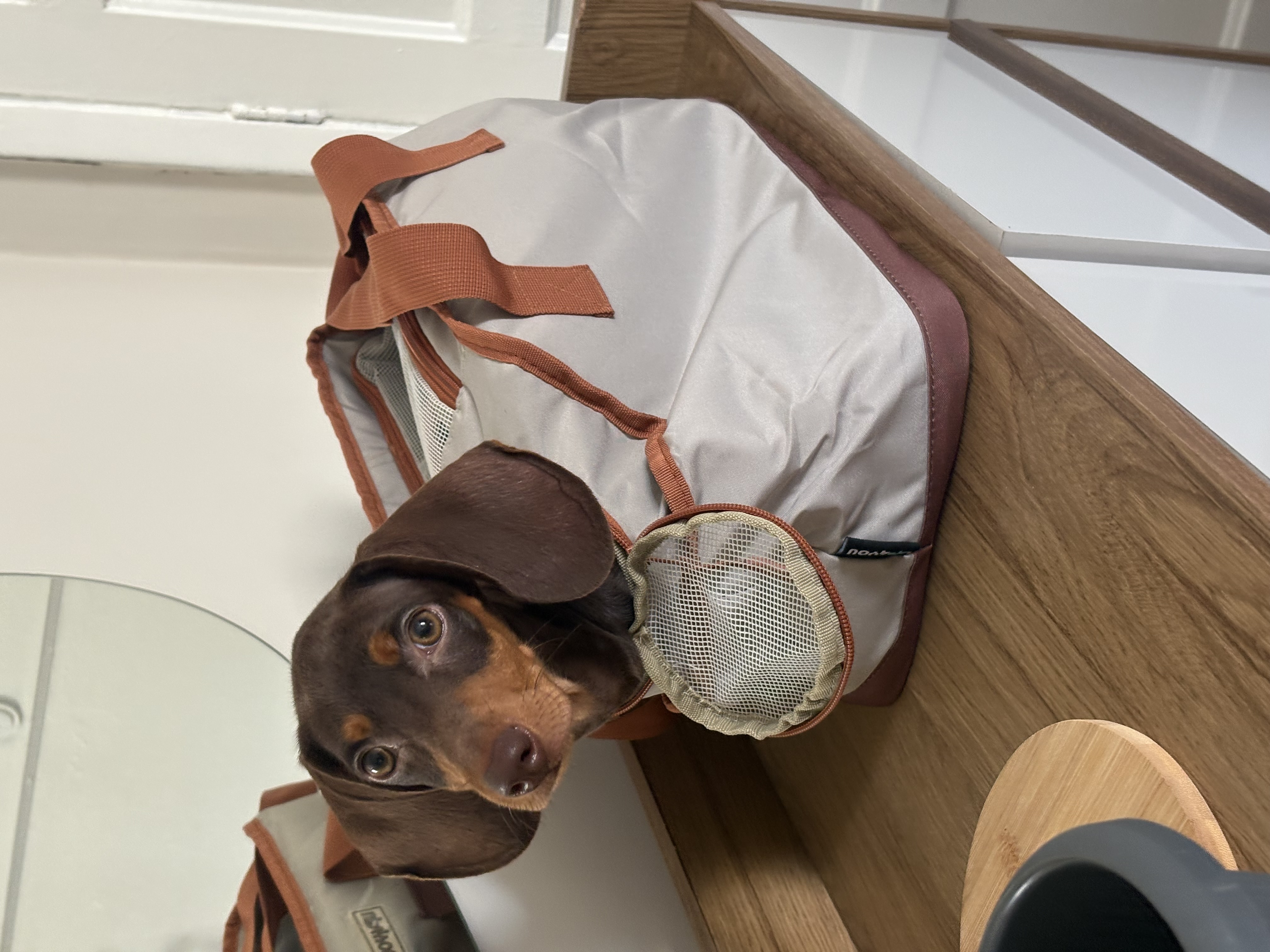 Dachshund Filhote Marrom – Vacinado, Microchipado e com Pedigree Emitido - Foto 3