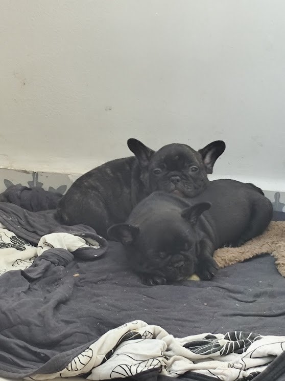 🐾✨ Filhotes de Bulldog Francês à venda! ✨🐾 - Foto 4