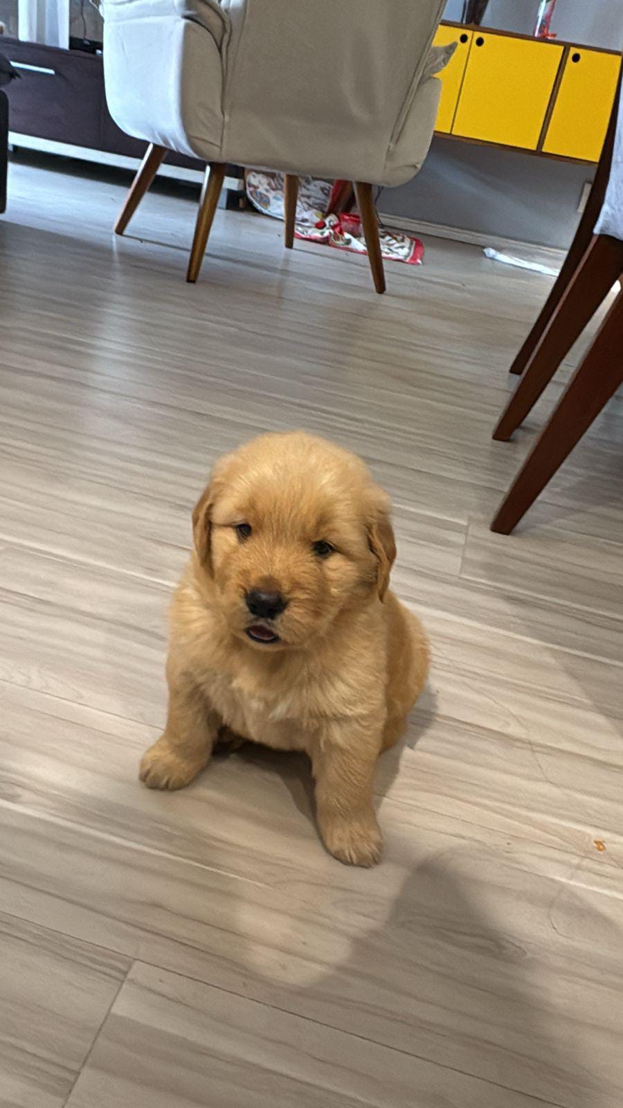 Golden Retriever - Foto 1