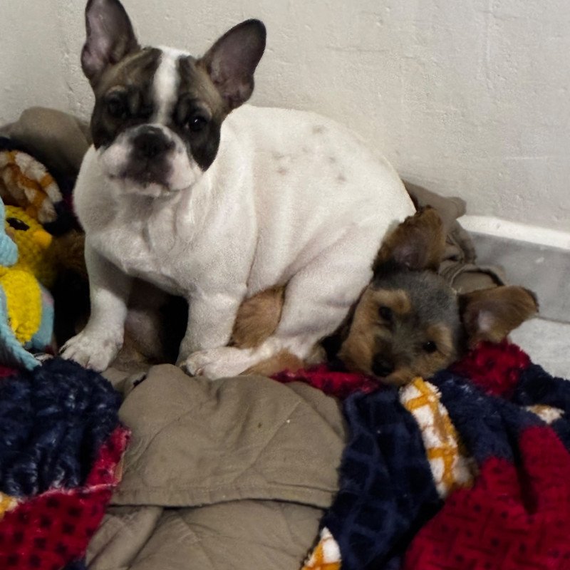 Filhote de bulldog francês - Foto 3
