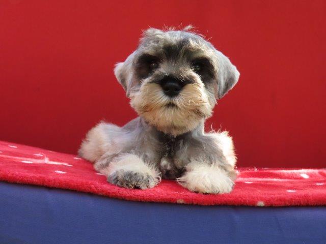 SCHNAUZER MINIATURA TAJJ MAHALL LINDÍSSMA CHIP 3707 CURITIBA COR SAL E PIMENTA. DUAS VACINAS IMPORTADAS. - Foto 3