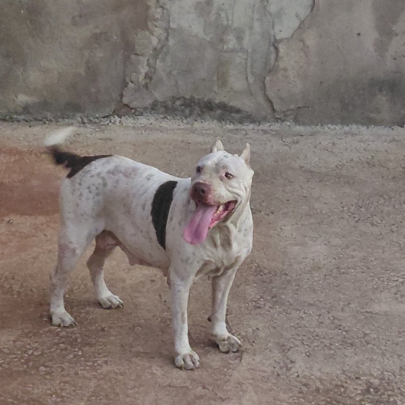 Filhotes de pit bull - Foto 2