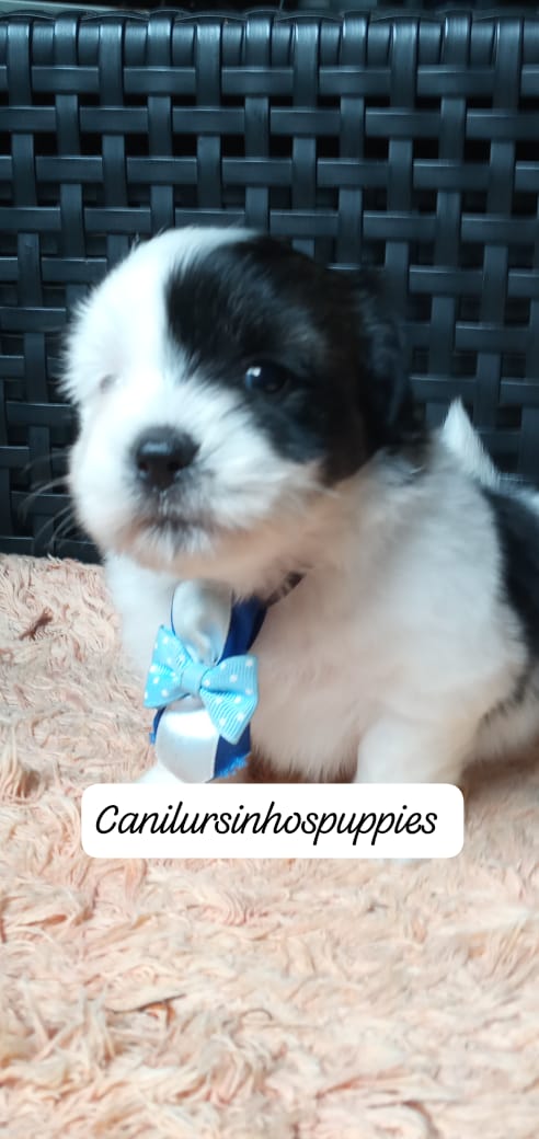 lhasa apso garanta hoje seu bebe #canilursinhospuppies  - Foto 4