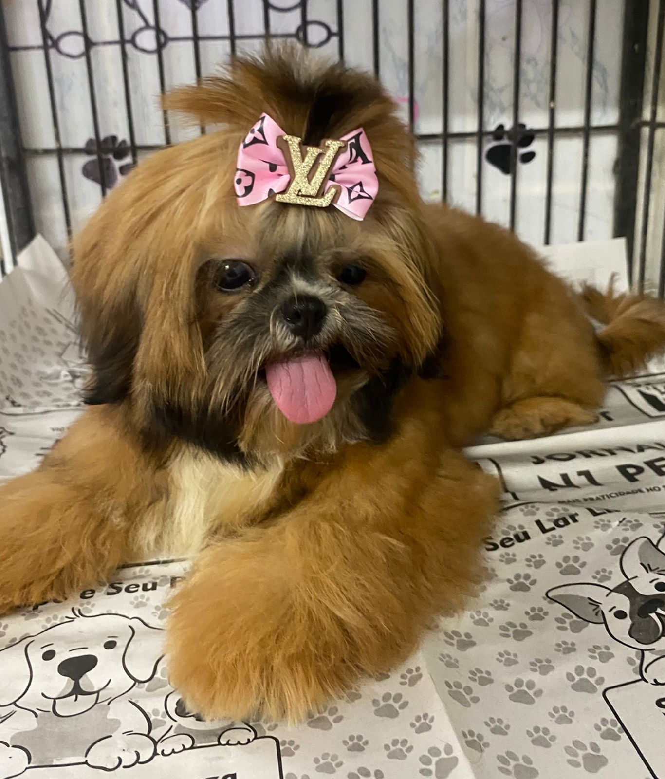 Vendo femea de shihtzu 90 dias vermífugada primeira dose importada. - Foto 1