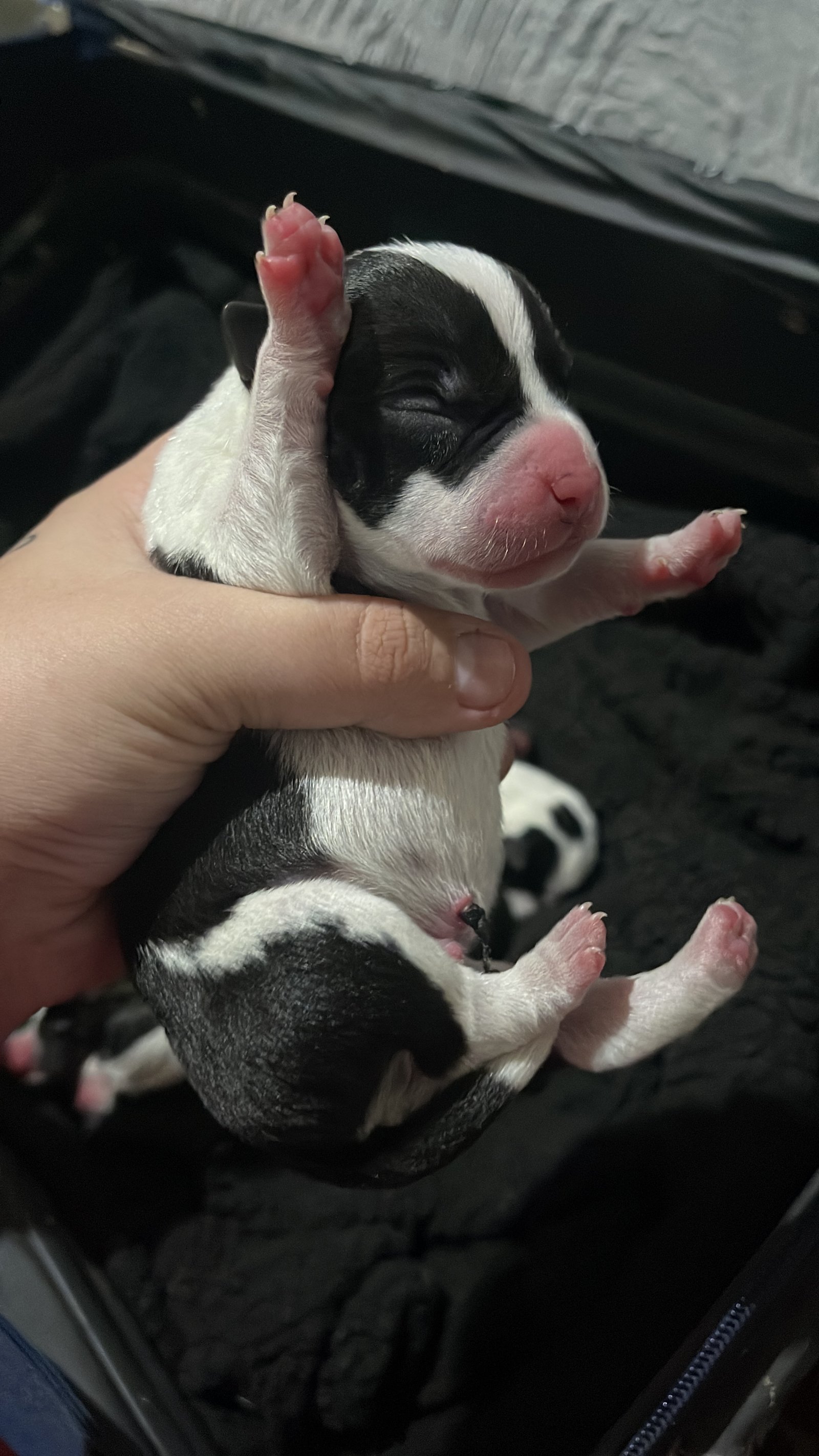 Filhotes de pitbull  - Foto 1