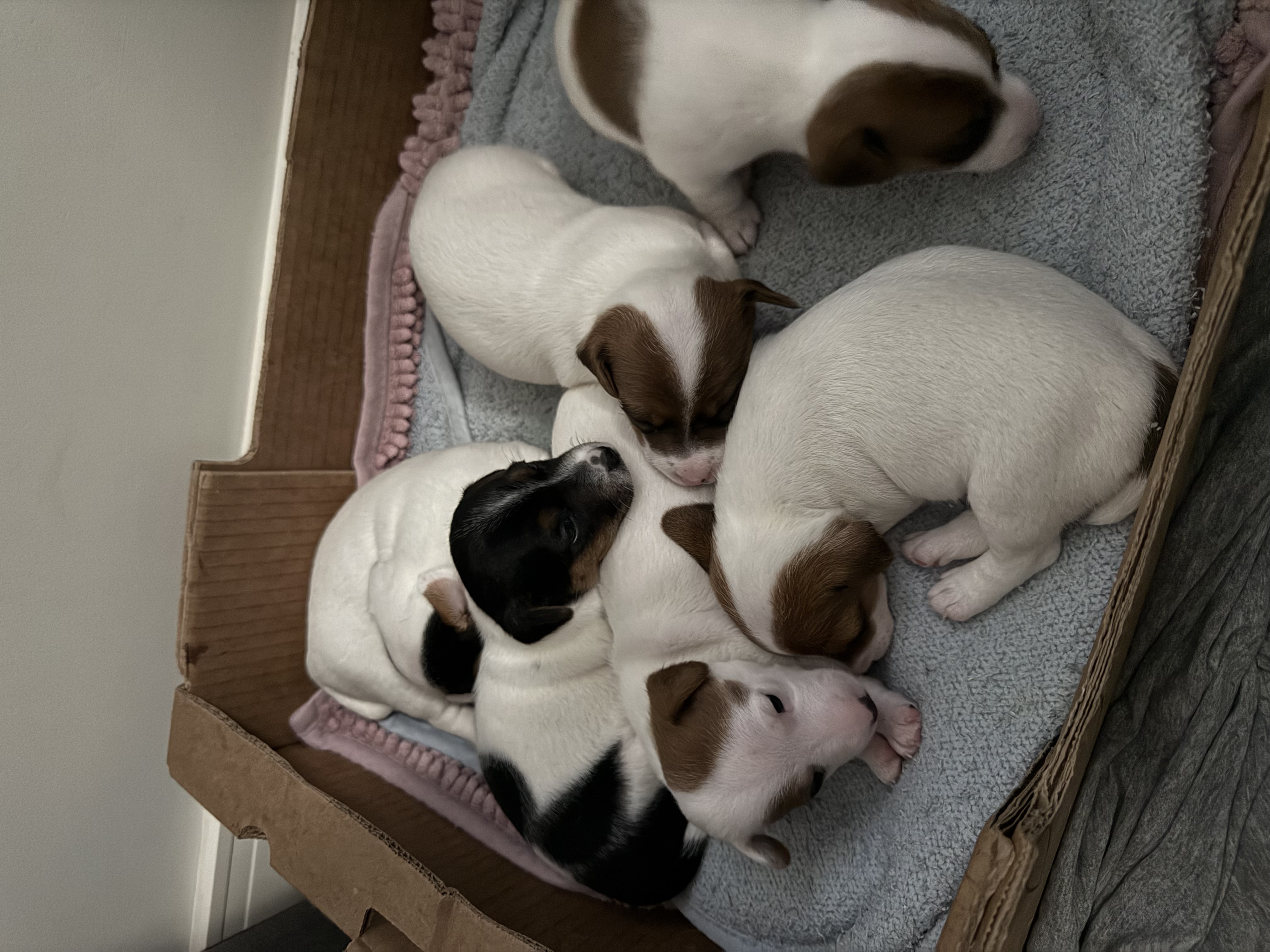 JACK RUSSELL TERRIER - Foto 1