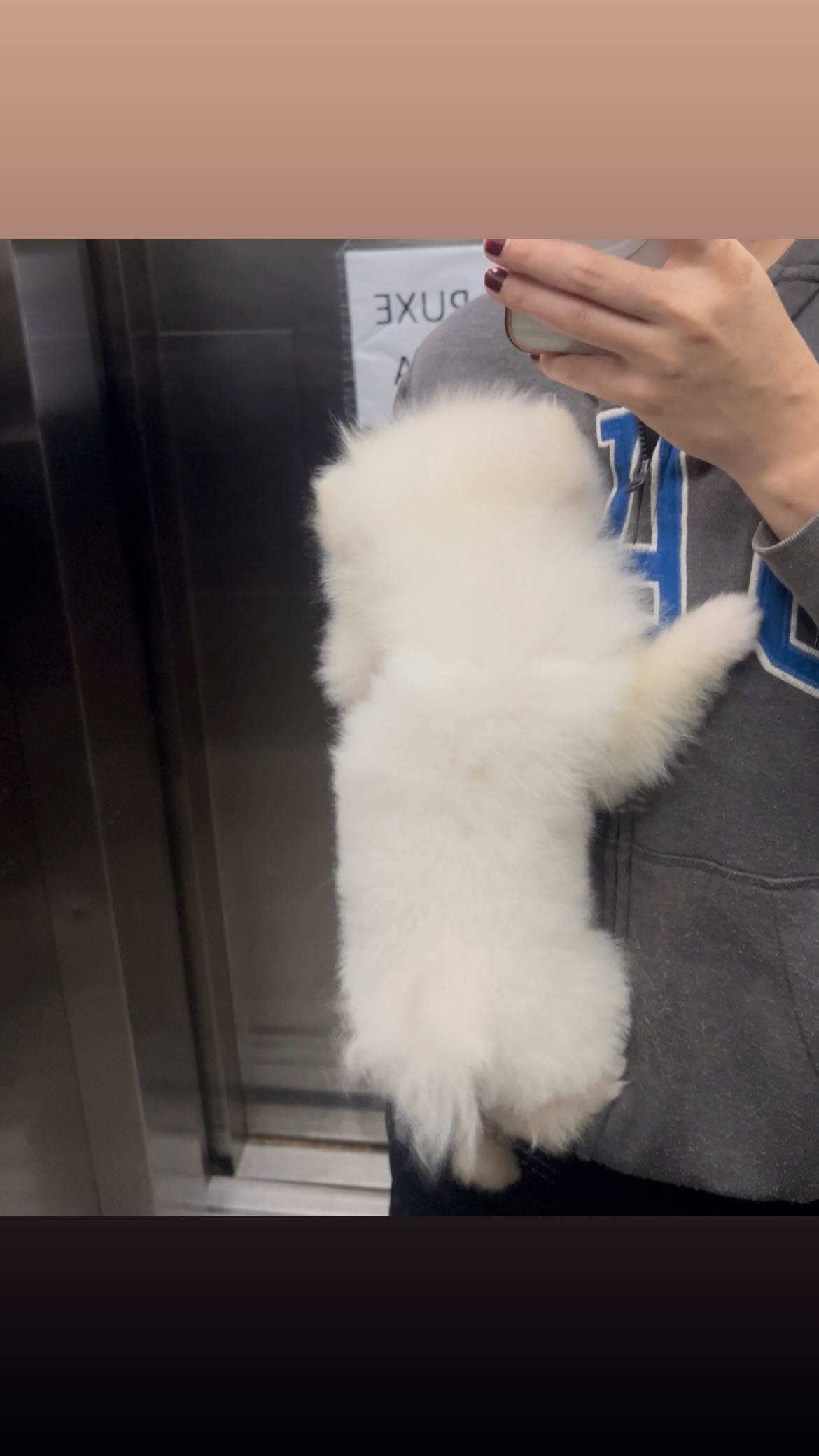 Lulu da Pomerania fêmea  - Foto 4