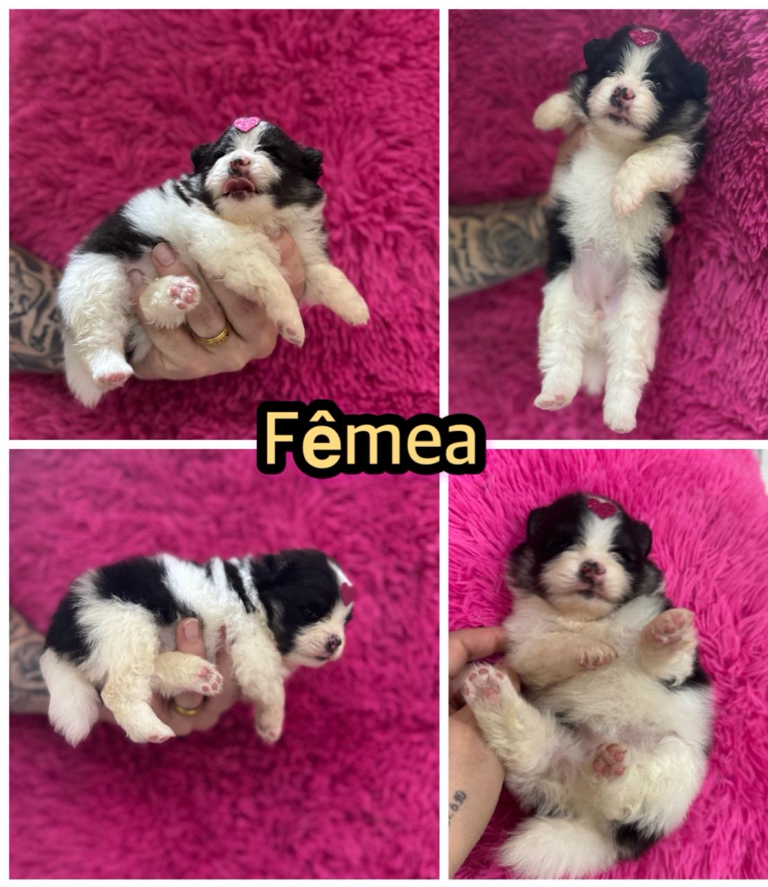 Filhotes Spitz alemão  - Foto 3