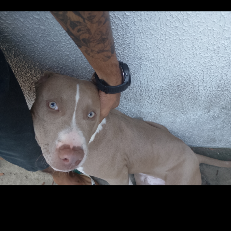 Pitbull Monsters filhote 5 meses - Foto 1