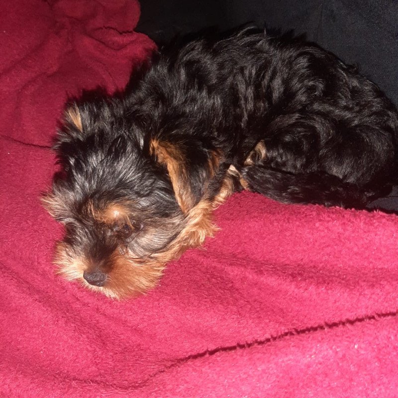 Filhote yorkshire terrier femea - Foto 2