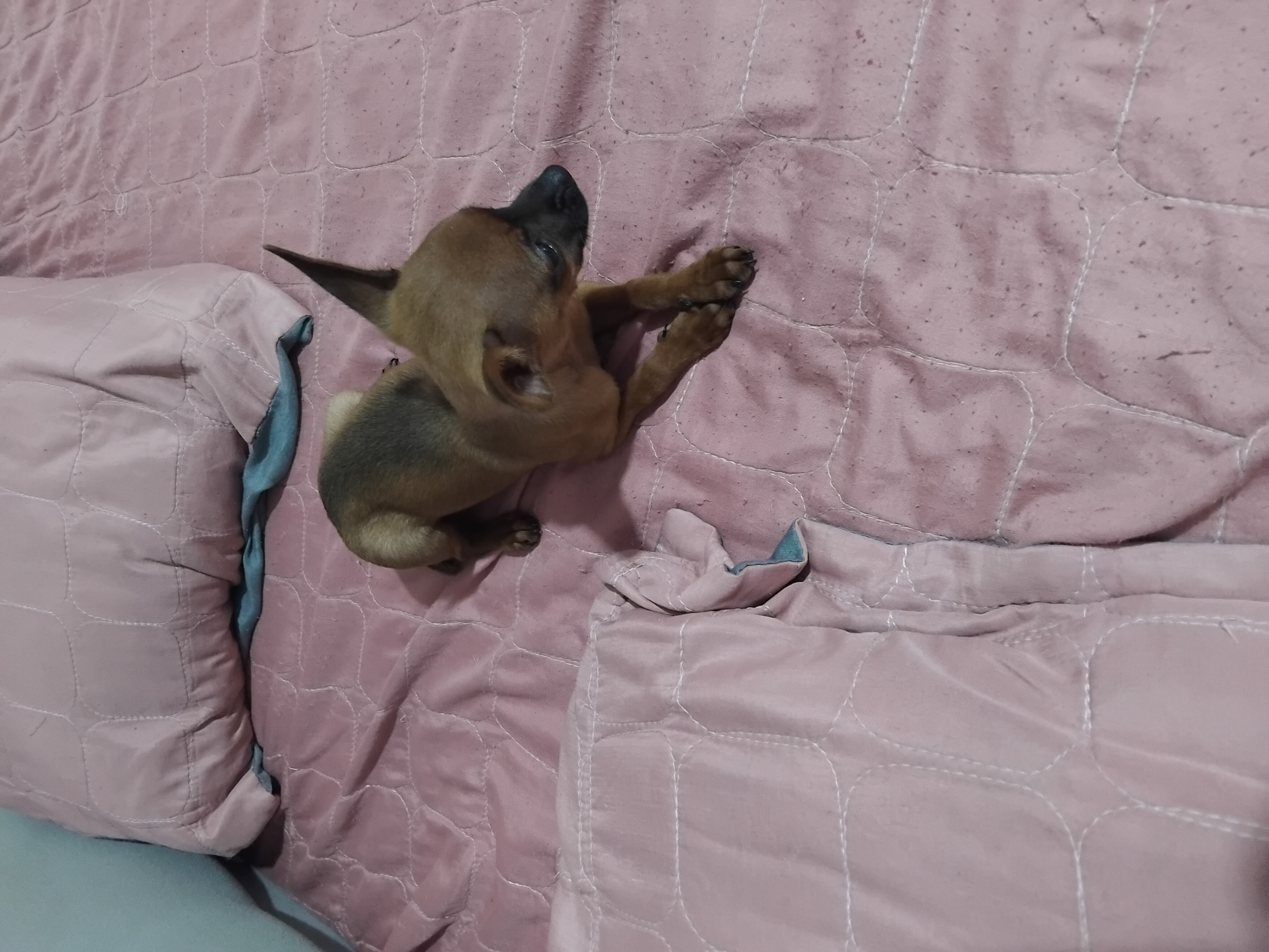 Cachorro pinsher  - Foto 3