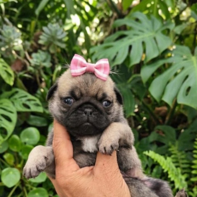 Pug fêmea - Foto 1