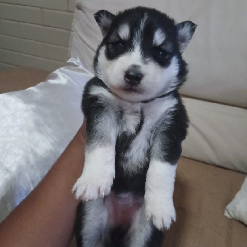 Filhote de Husky siberiano - Foto 2