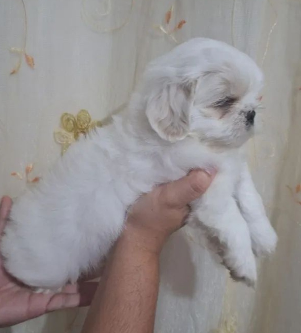 Shih Tzu - Foto 1