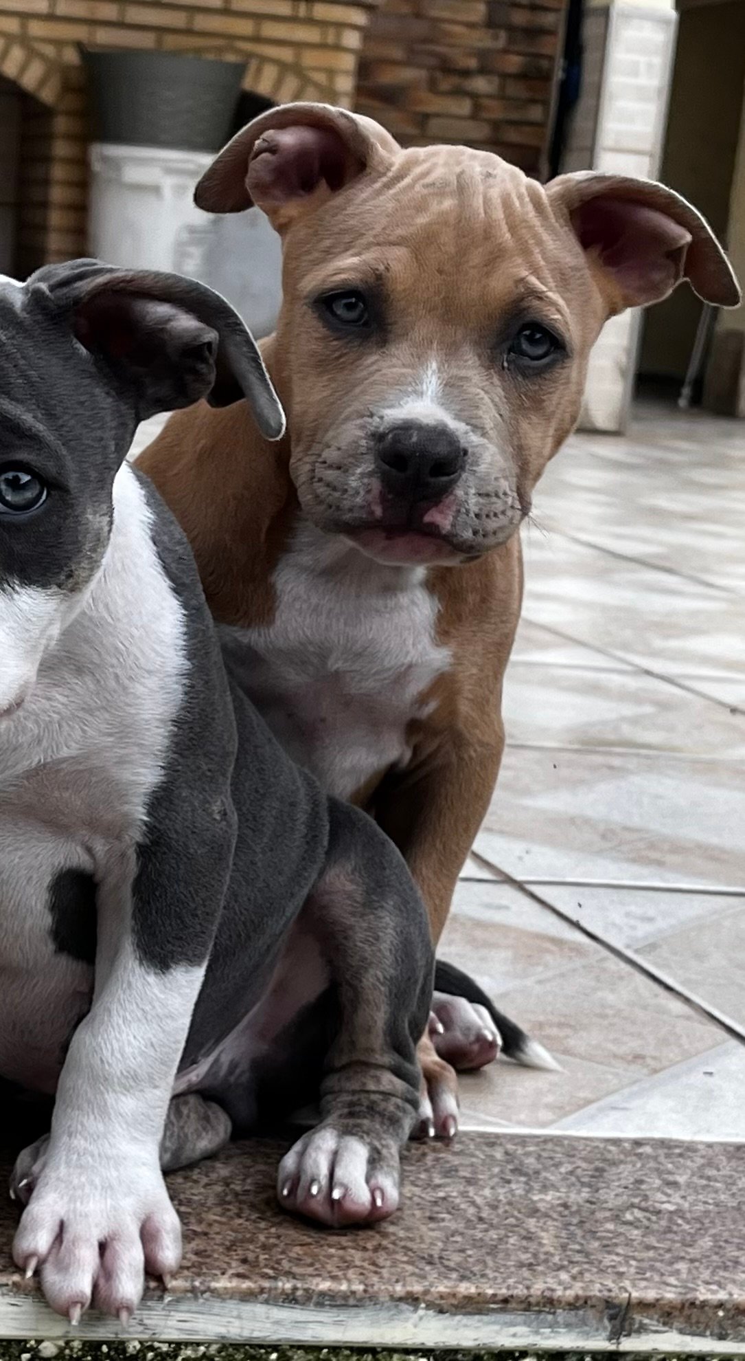 filhote american bully pocket  - Foto 3