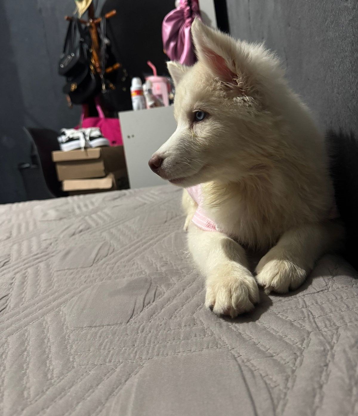 Husky siberiano albina - Foto 3