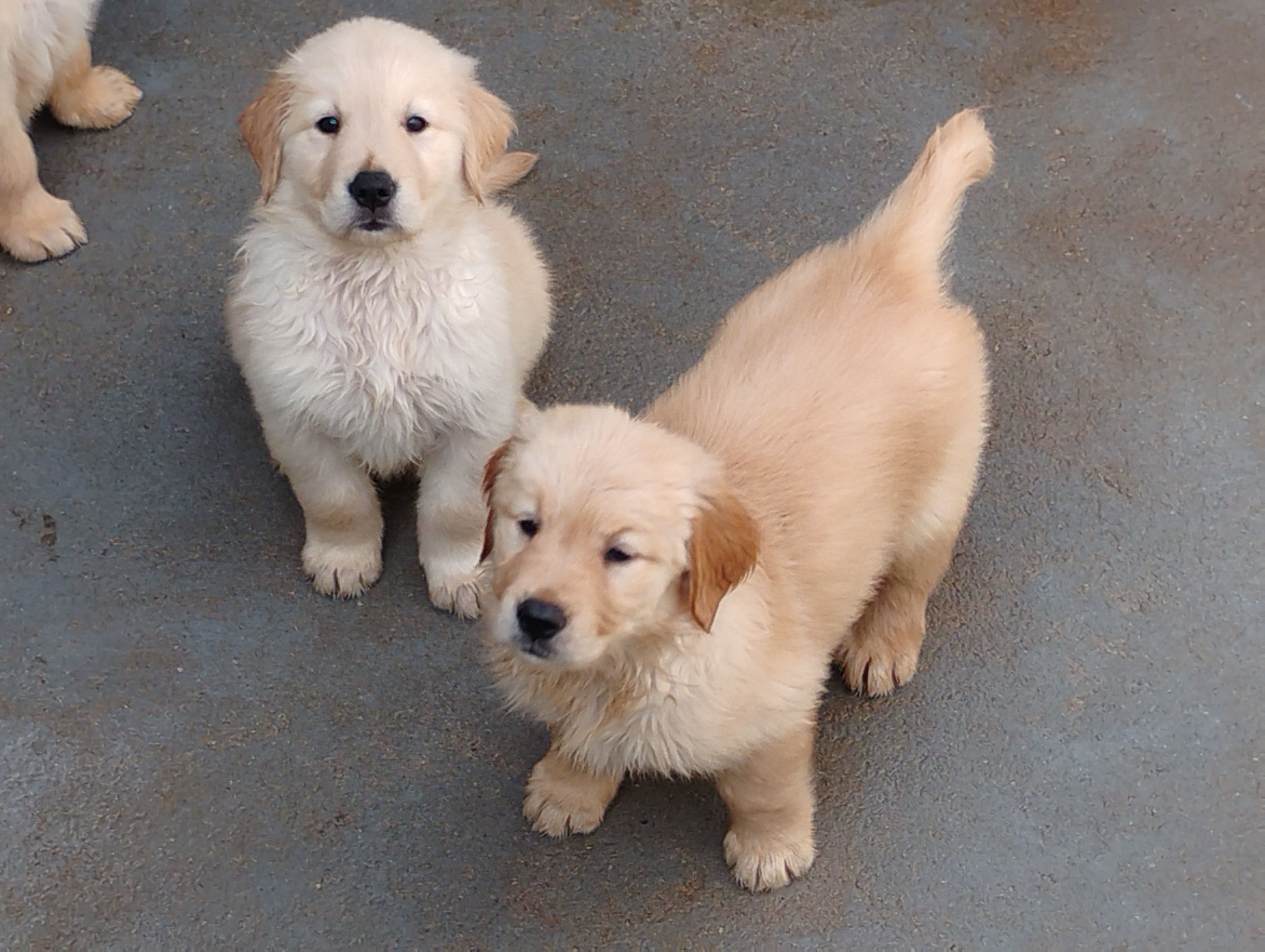 Golden Retriever - Foto 2