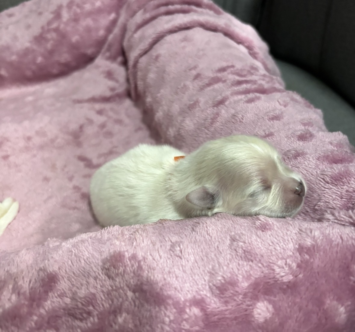 Filhote Fêmea de Spitz Alemão com pedigree - Foto 3