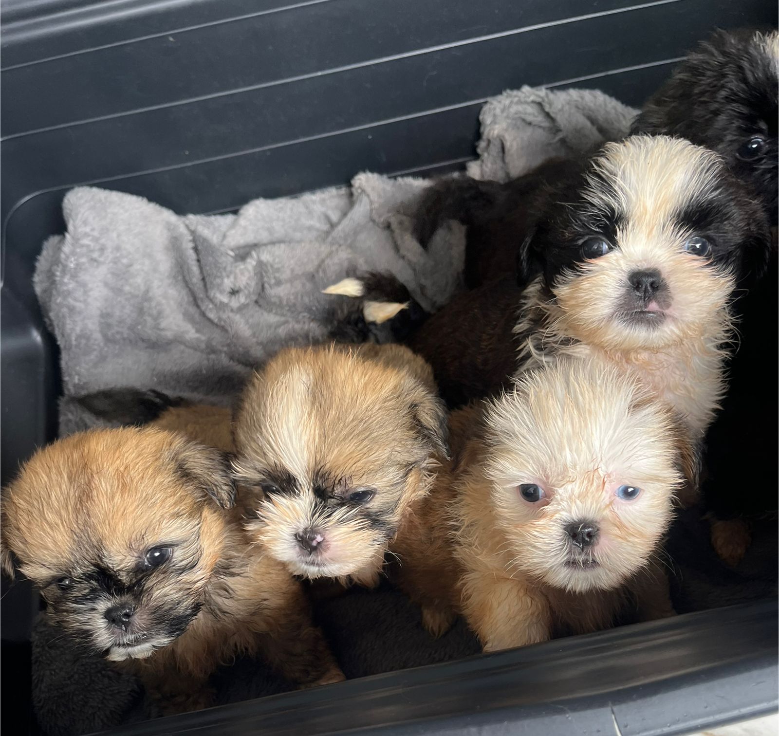 Shih tzu fêmea e macho  - Foto 2