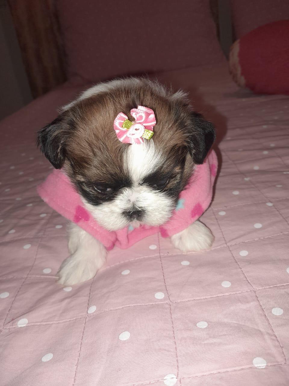 Shih Tzu - Foto 3
