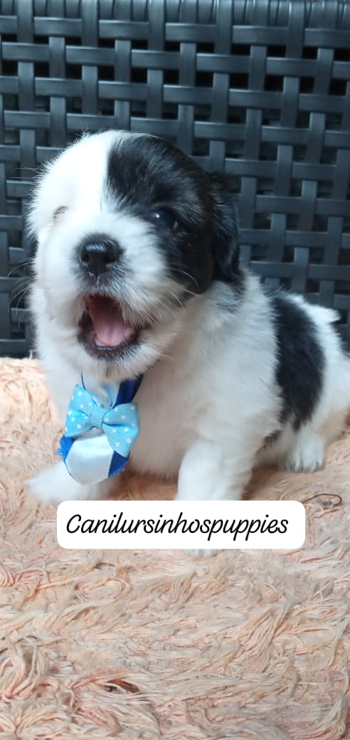 Lhasa Apso - Foto 3