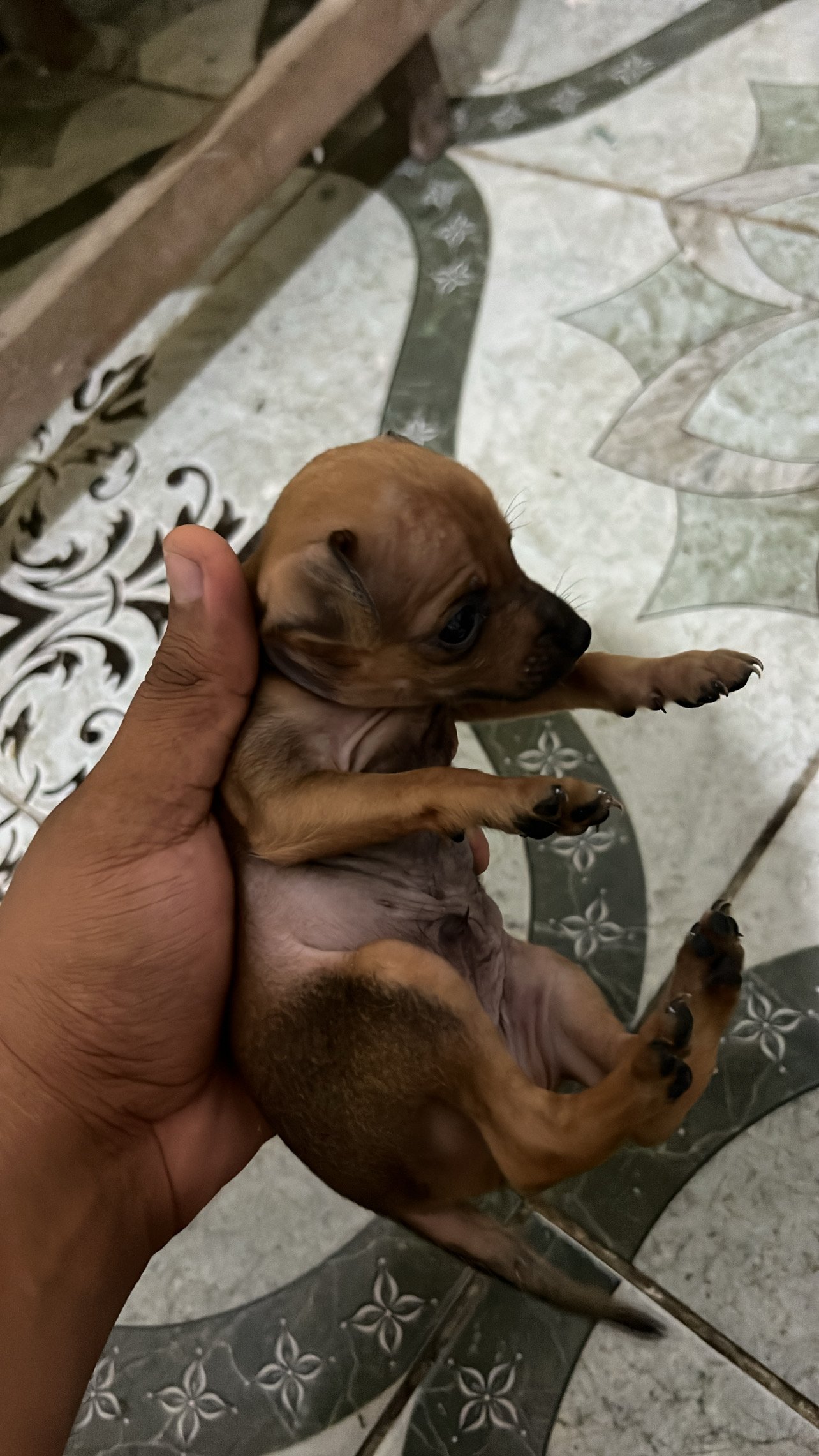 Filhotes de Pinscher!! - Foto 4