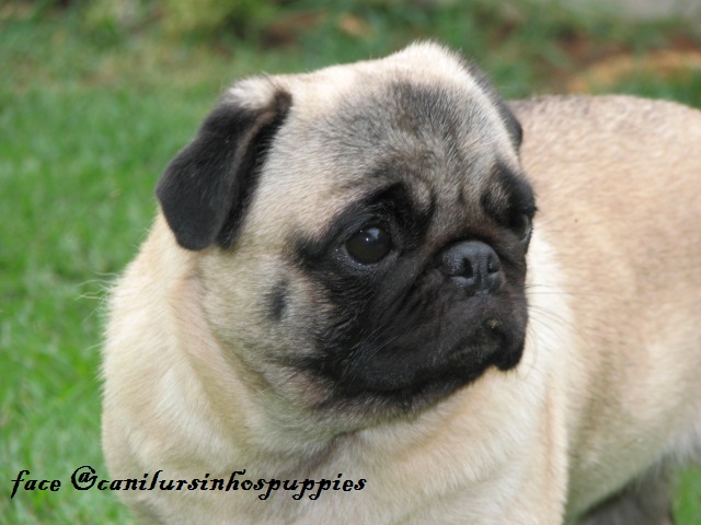 Pug - Foto 1