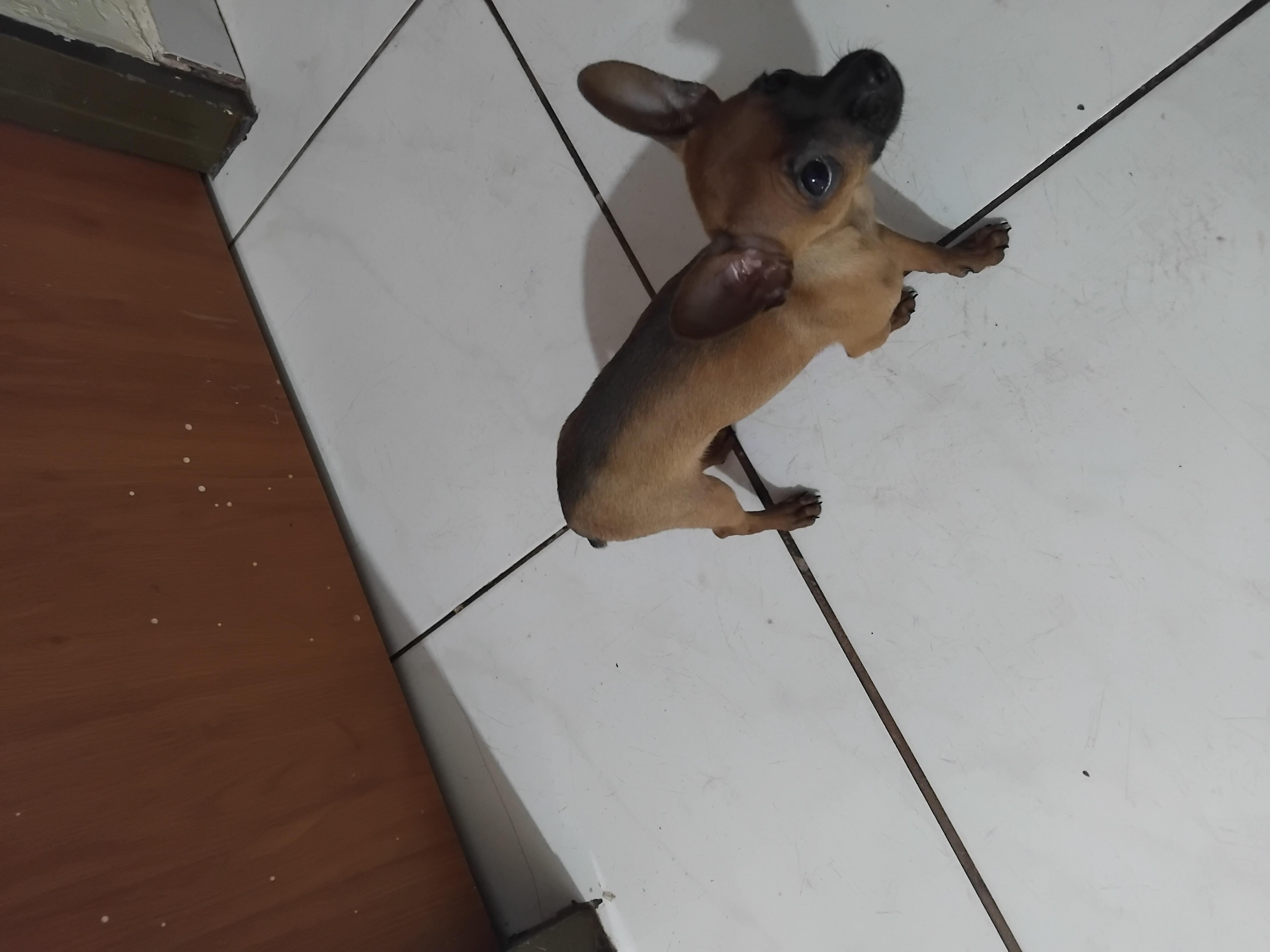 Cachorro pinsher  - Foto 2