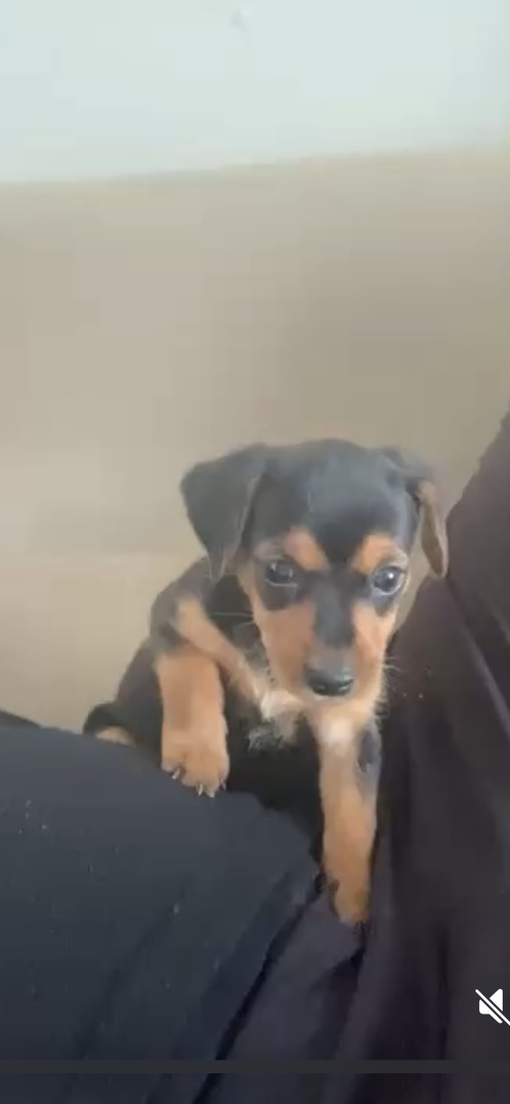 Pinscher N1 - Foto 1