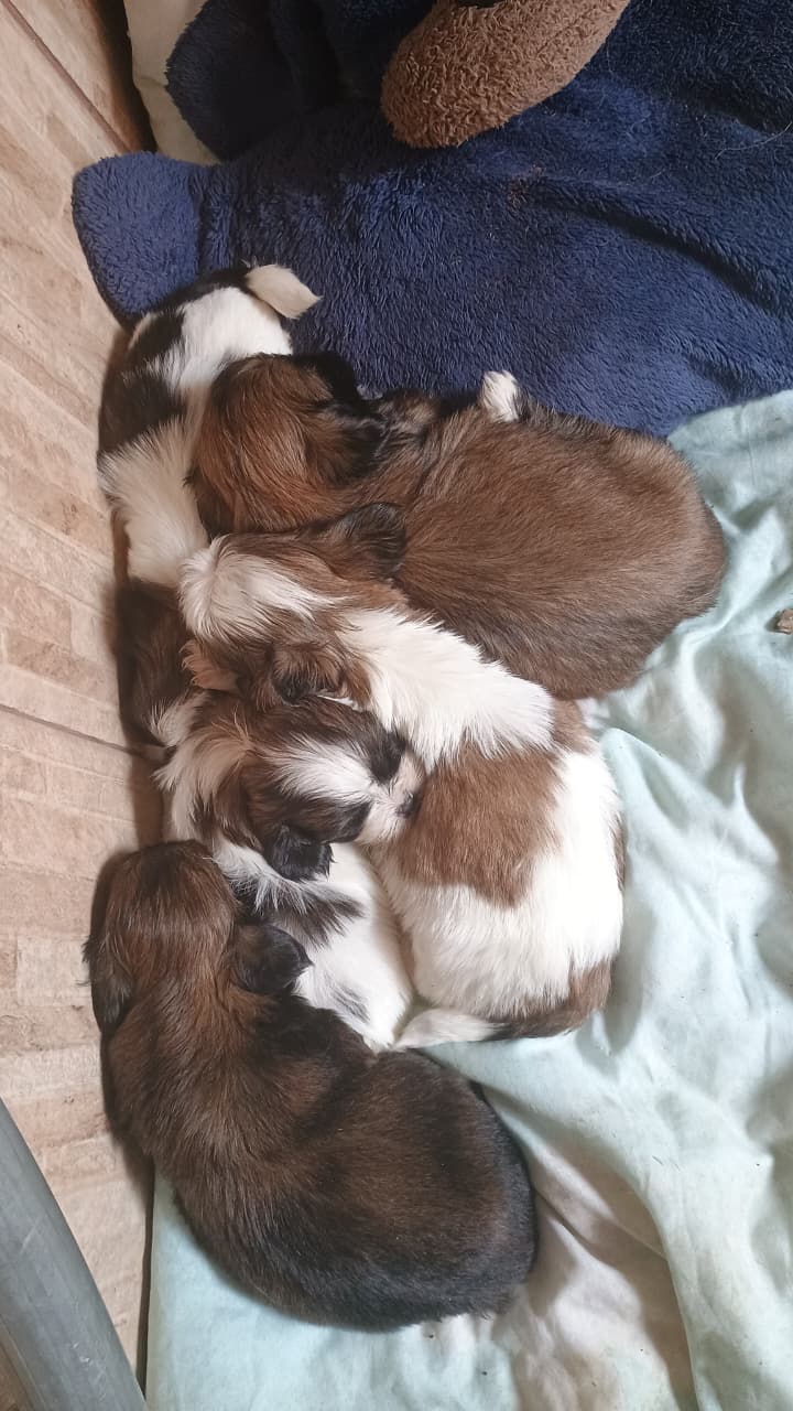 Filhotes de Shitzu  - Foto 2