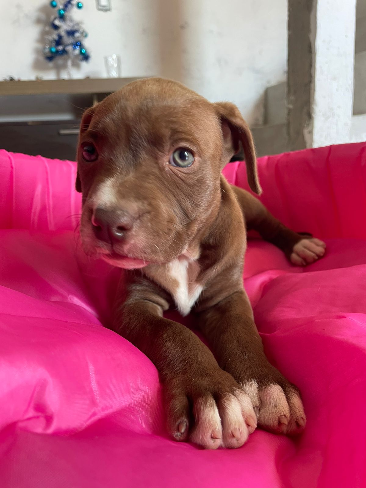 Pitbull - Foto 3