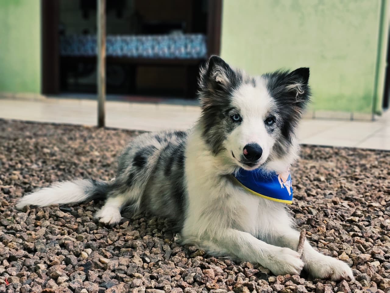 Border collie  - Foto 5