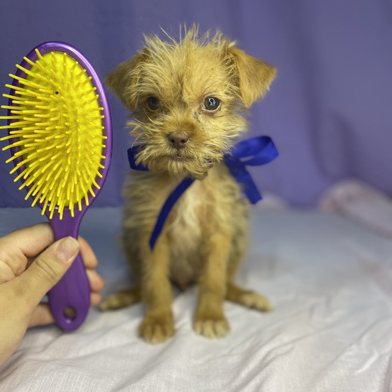 Cachorro shih tzu com pinscher - Foto 1