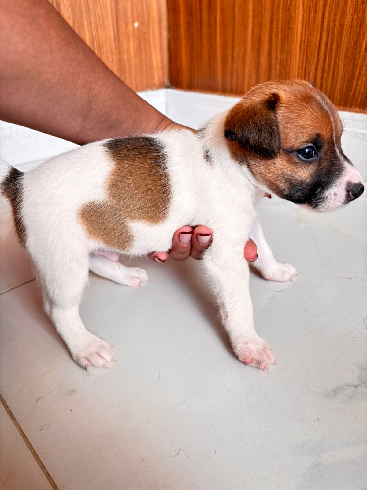 Jack Russel Terrier - Foto 2