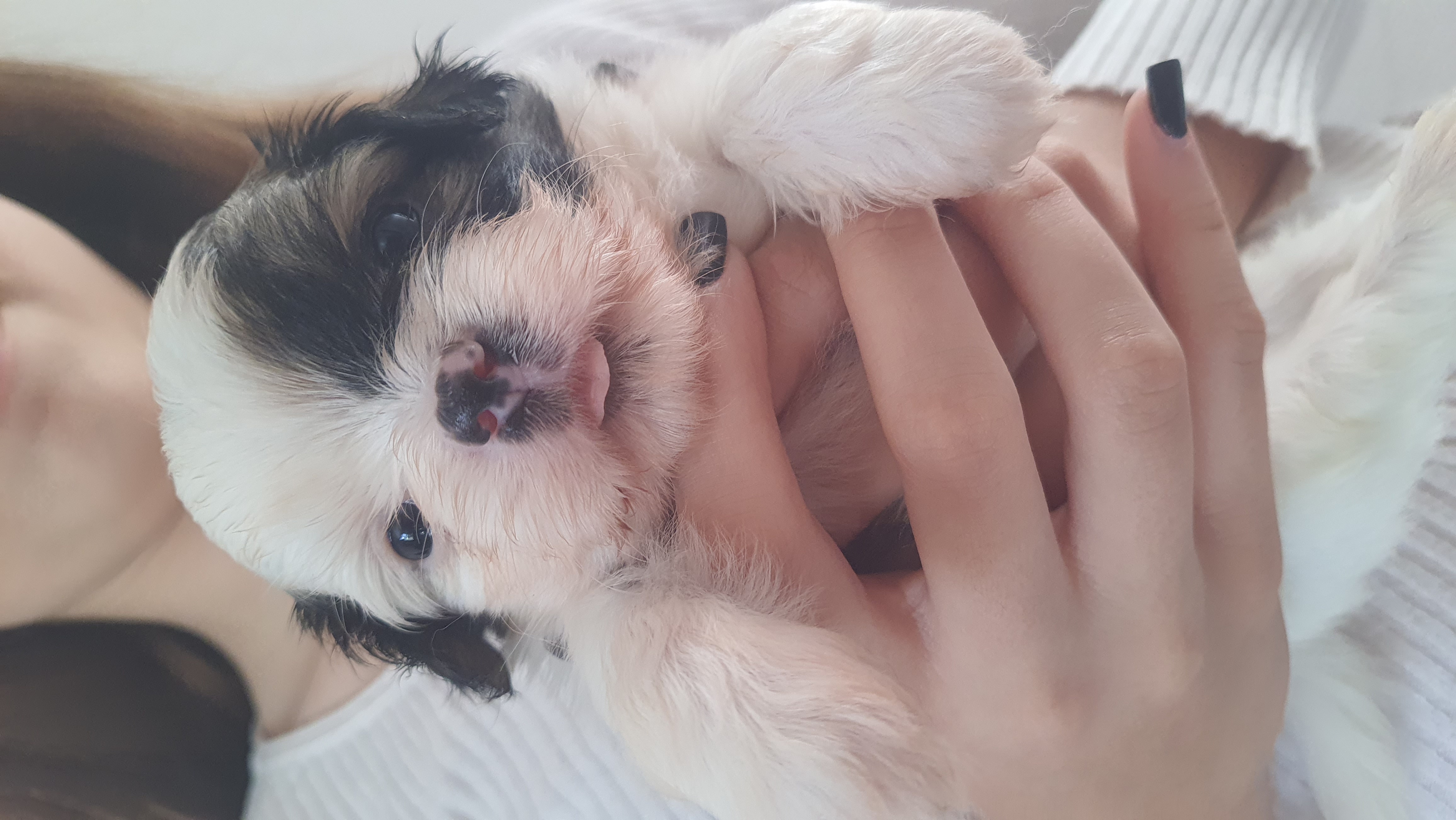 Lhasa Apso - Foto 2