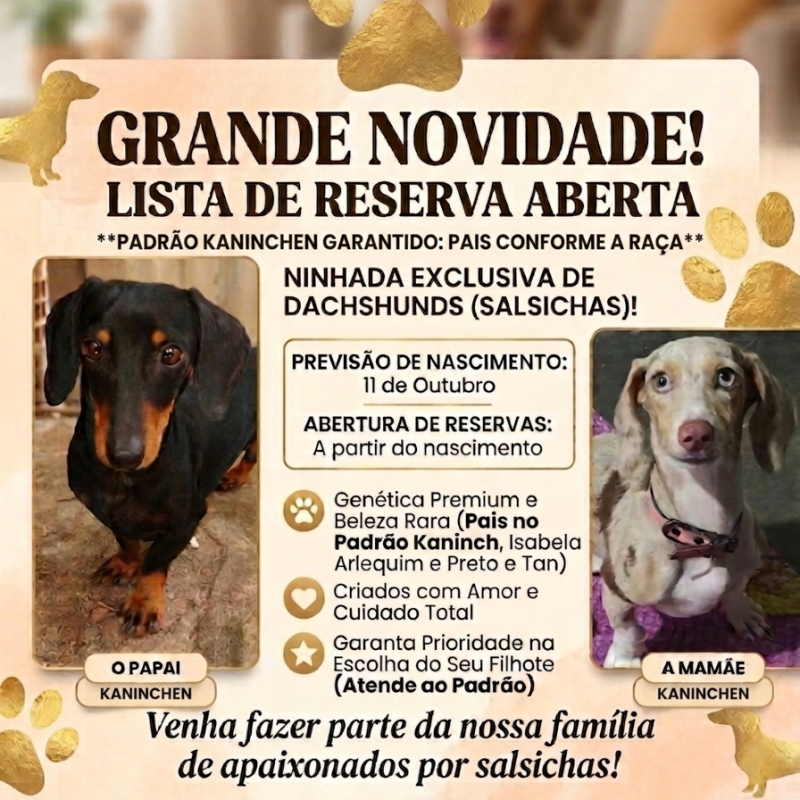 Reserva de filhotes de Dachshund Kaninchen - Foto 1
