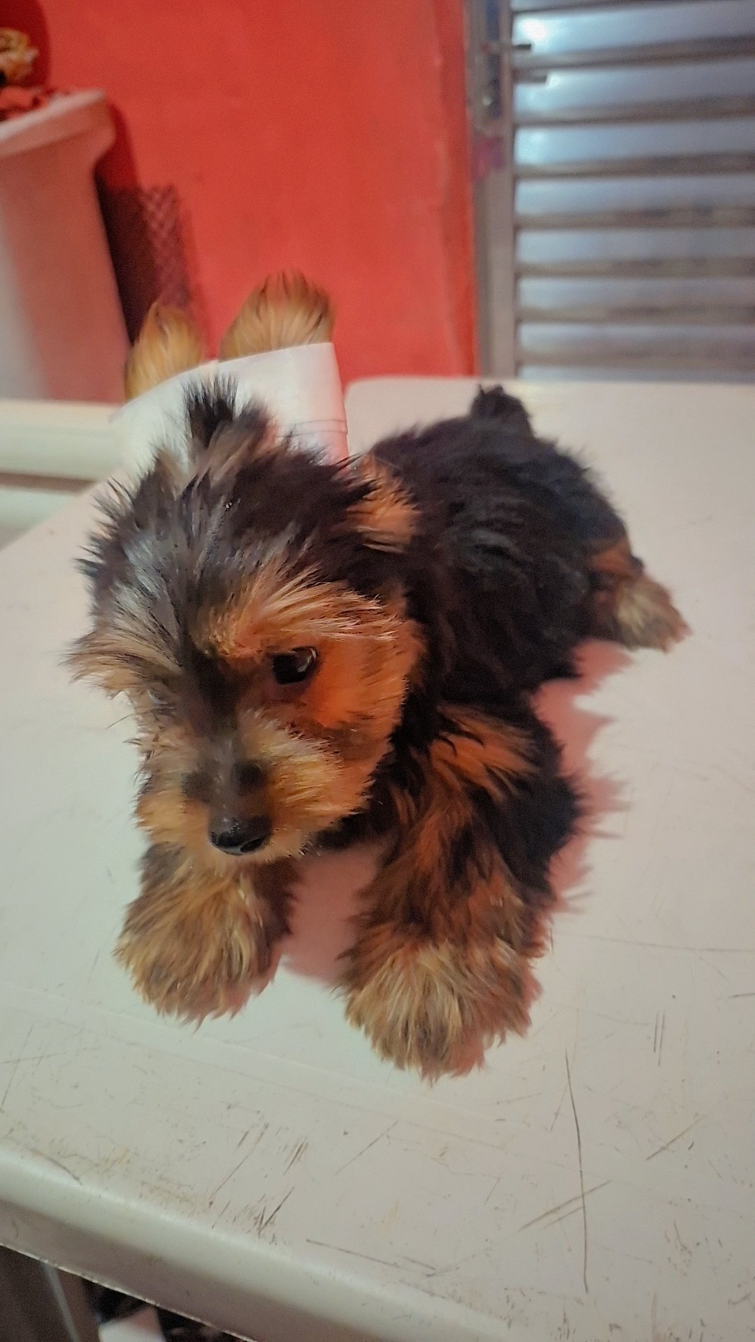 Uma linda bebê  de Yorkshire Terrier  - Foto 1