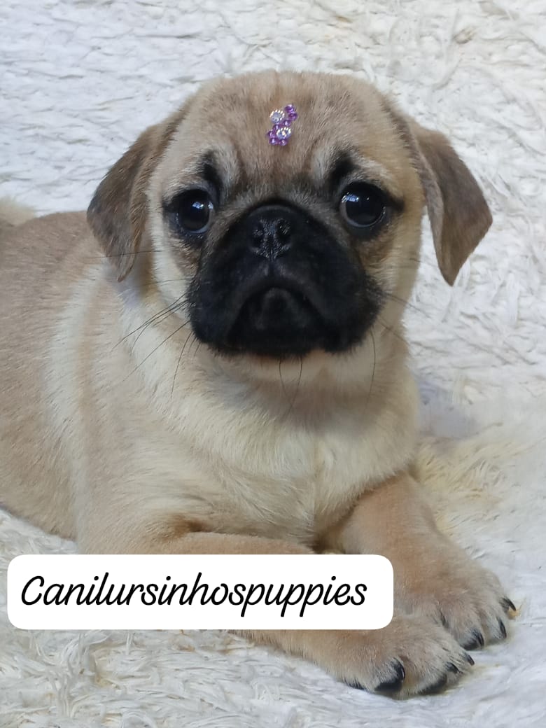 Pug - Foto 3