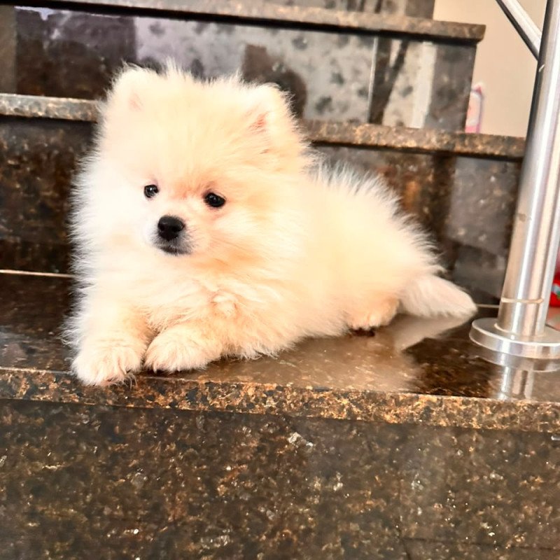 LULU DA POMERÂNIA À VENDA @ Macho | 2 meses *+ Lindo, fofo, brincalhão e muito carinhoso! r Acompanha： Casinha Brinquedos Comedouro Bebedouro : Acessórios E várias outras coisinhas! Um pacotinho completo para ele chegar na nova família com tudo que precisa! Brasília/DF Interessados, chamar no privad - Foto 1