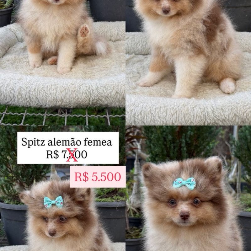 filhotes de spitz alemão machos e femeas - Foto 1